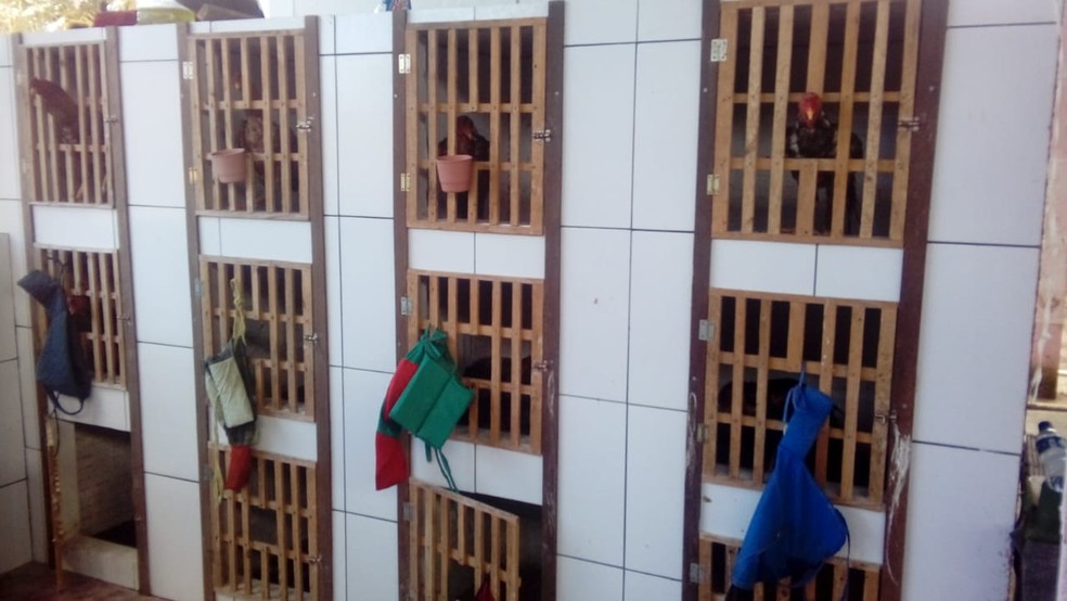 39 galos foram encontrados em uma residÃªncia na RegiÃ£o Metropolitana de Fortaleza. â€” Foto: DivulgaÃ§Ã£o/PM