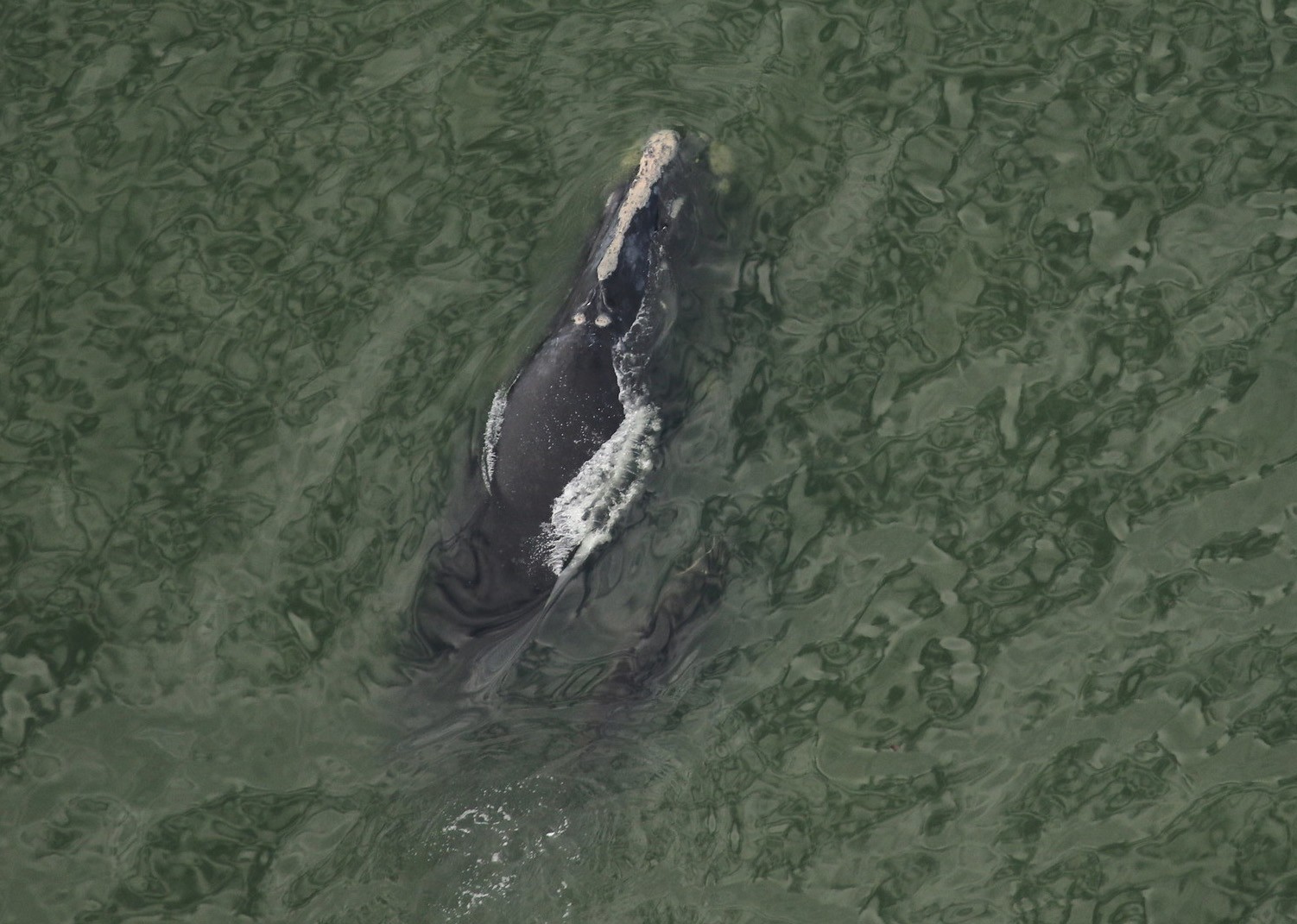 A baleia franca e seu primeiro filhote foram avistados na sexta-feira perto da Ilha de Cumberland, Geórgia (Foto: Reprodução/Clearwater Marine Aquarium Research Institute.)