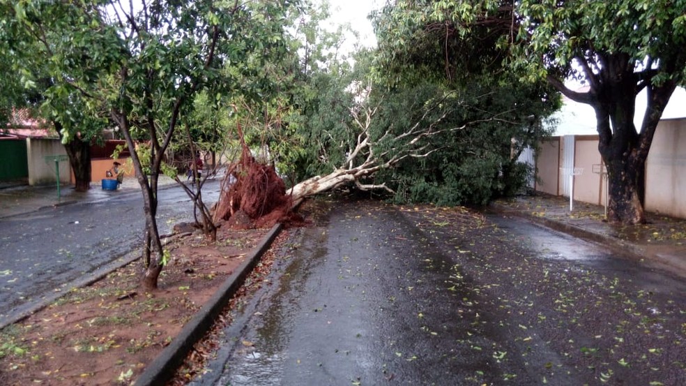 Também houve queda de árvores em Teodoro Sampaio — Foto: Elias Reis/Cedida