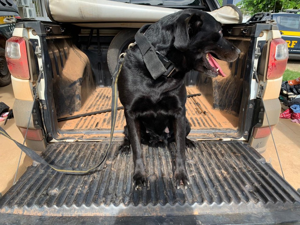 Cão farejador ajudou a localizar a droga que estava em compartimentos ocultos de uma caminhonete — Foto: PRF/Divulgação