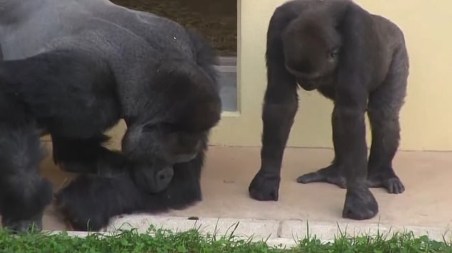 Shabani e seu filhote, Kiyomasa, vivem em um zoológico do Japão (Foto: Reprodução/Youtube)