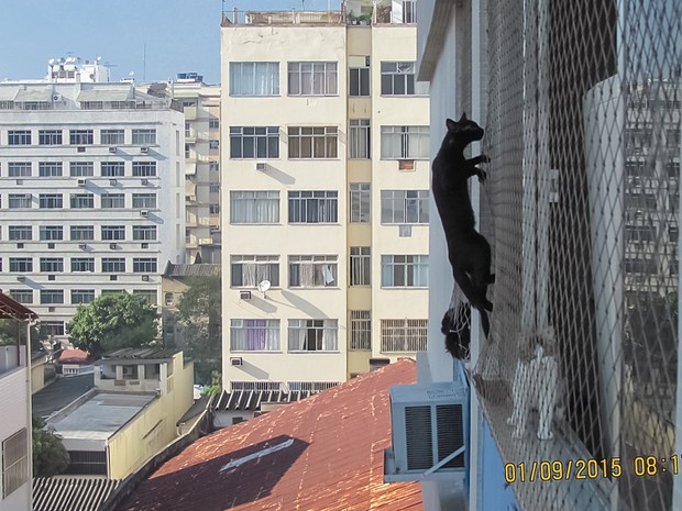 Gato ficou pendurado em janela de apartamento (Foto: Luiz Damasceno / Arquivo pessoal)