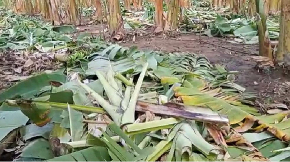 Plantação de bananeiras destruídas em Iguatu. — Foto: Wandenberg Belém/Sistema Verdes Mares