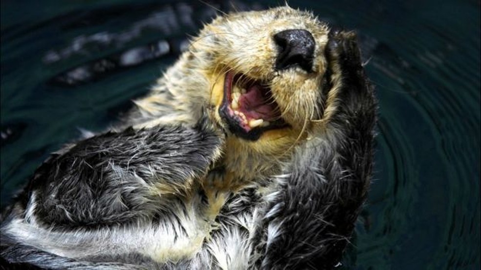 A lontra-marinha era a espécie-chave na ilha de Amchitka, na costa do Alasca — Foto: Getty Images/BBC