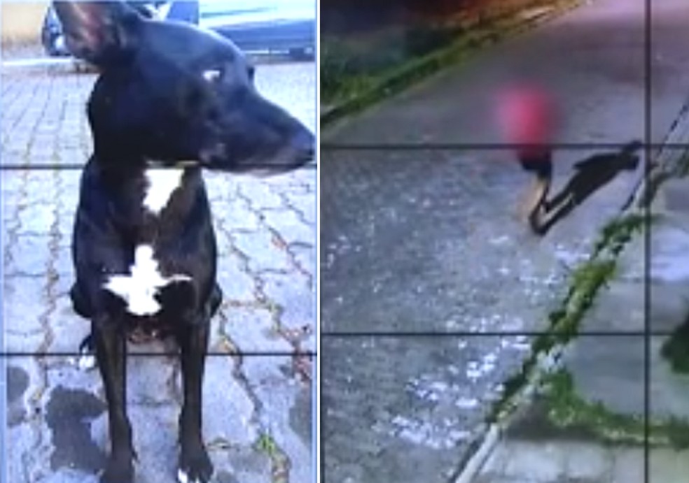 Imagens de câmeras de segurança mostram suspeito passando no momento do crime. Cachorro de rua era cuidado pelos moradores do Portinho, em Cabo Frio — Foto: Reprodução Inter TV
