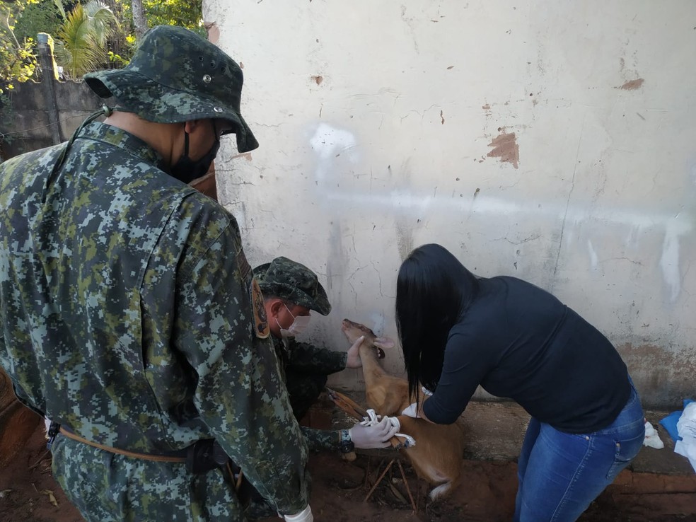 Pol&iacute;cia Ambiental resgata veado encontrado dentro de casa em Iacri &mdash; Foto: Pol&iacute;cia Ambiental/Divulga&ccedil;&atilde;o