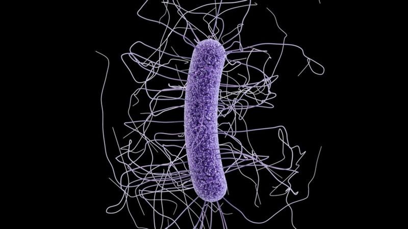 Superbactérias são consideradas ameaça global (Foto: CDC)