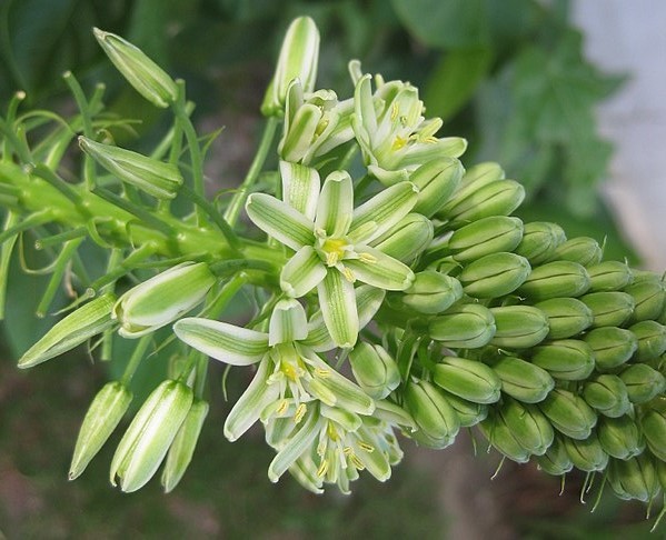 Flores da planta cebola-grávida (Albuca longibracteata) podem ser tricolores e listradinhas (Foto: Ton Rulkens/Wikimeddia Commons)