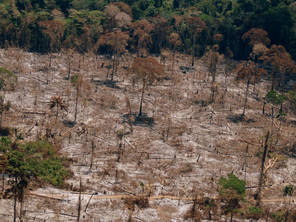 Um quarto de todas as multas aplicadas nas UCs federais da Amazônia foi lavrado contra infratores na Flona do Iquiri (Foto: Erick Caldas Xavier/Wikimedia Commons)