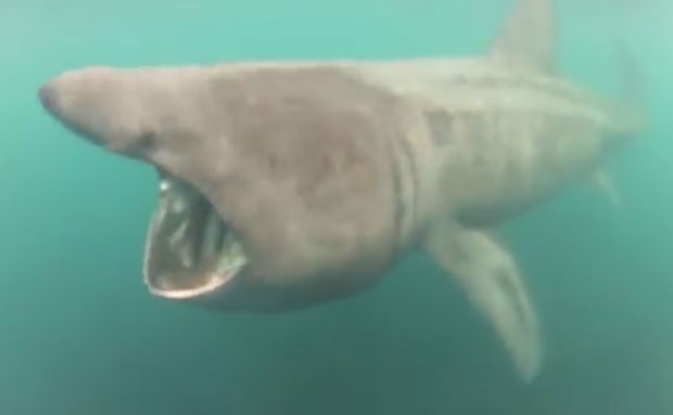 Inglês gravou momento em que dá 'de cara' com tubarão-elefante durante mergulho na região de Sennen Cove (Foto: Reprodução/YouTube/Lew Smart)