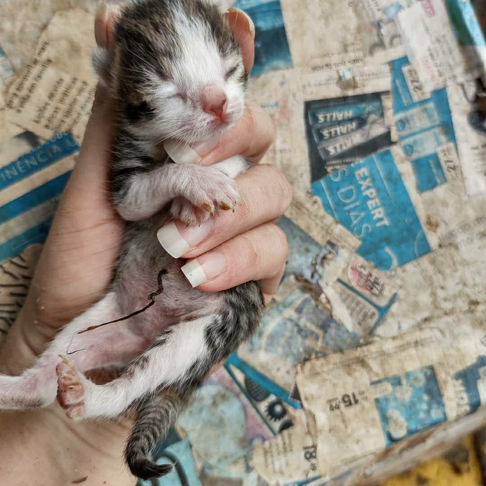 Gatinhos da Marechal: casal cria projeto para ajudar animais abandonados — Foto: Reprodução/Instagram
