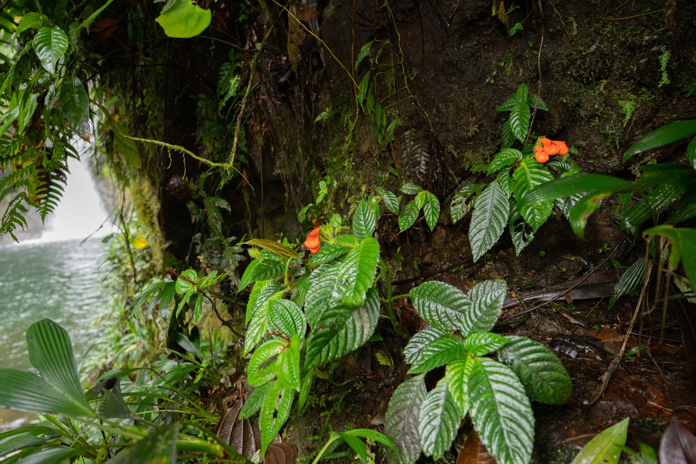 Gasteranthus extinctus foi encontrada crescendo em uma cachoeira no Bosque y Cascada Las Rocas no Equador (Foto: Riley Fortier)