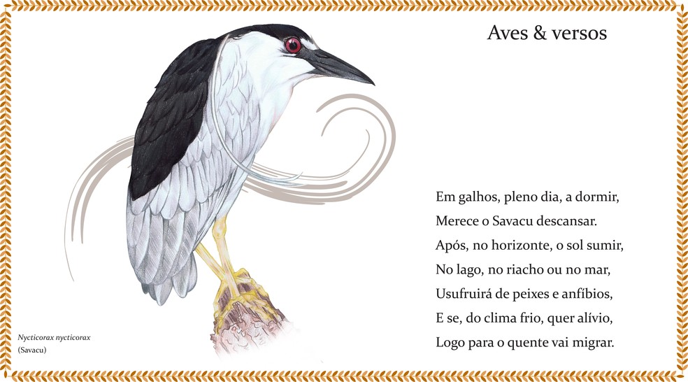O projeto Aves e Versos é um produto exclusivo da pandemia e que se tornou uma válvula de escape até para os criadores — Foto: Aves e Versos/Divulgação