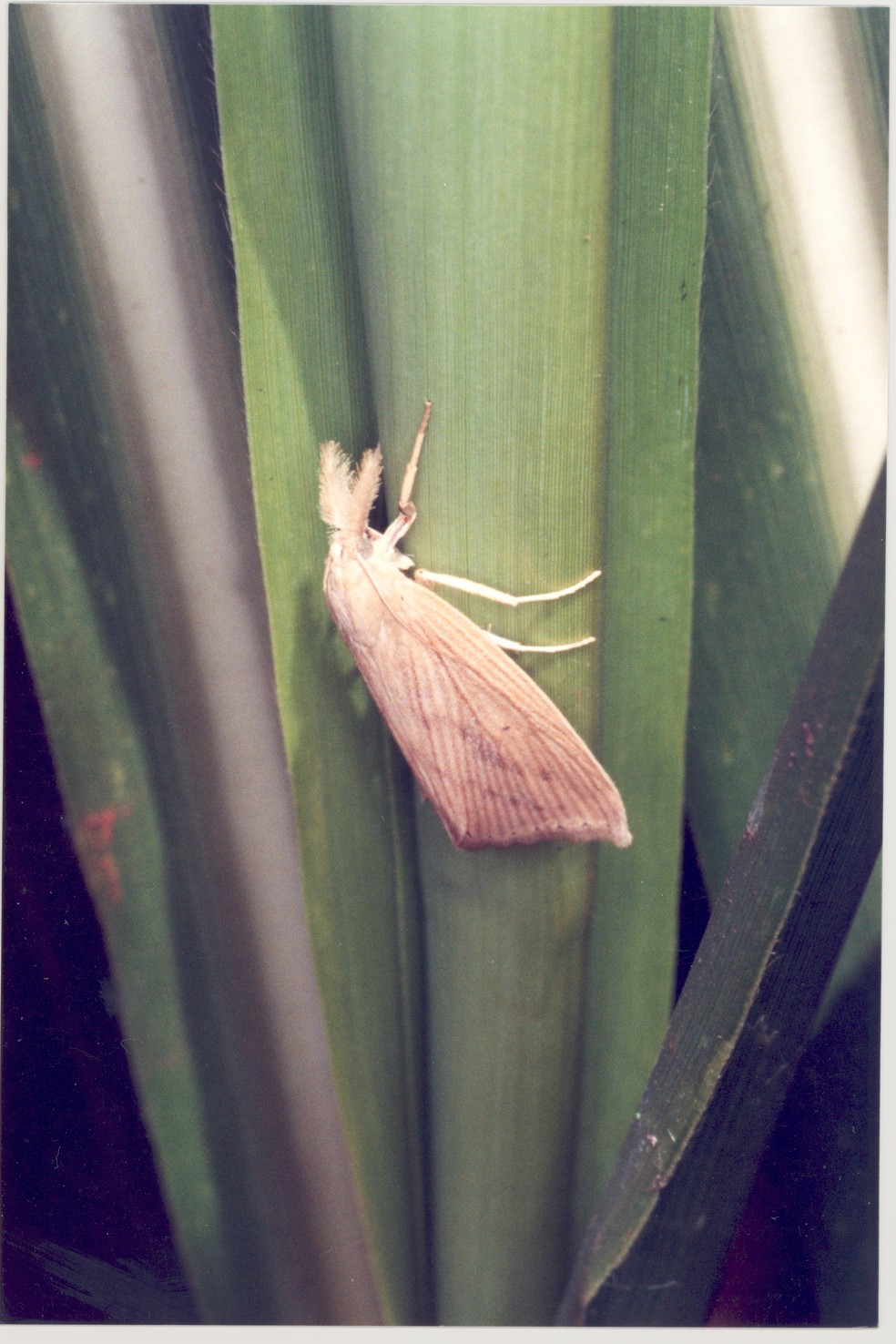 Broca da cana-de-açúcar adulta. O fungo Fusarium verticillioides manipula tanto este inseto, como a planta. — Foto: Heraldo Negri de Oliveira