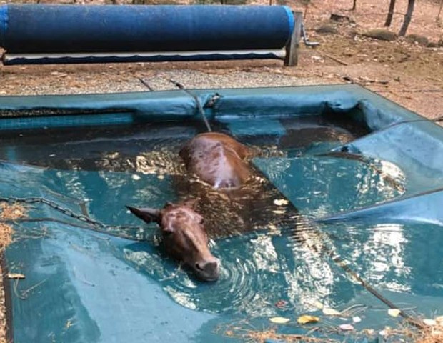 VEJA VÍDEO: Cavalo agonizando e todo queimado, após incêndio