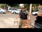 Homem é preso pela 3ª vez com aves silvestres em cativeiro em Uberlândia