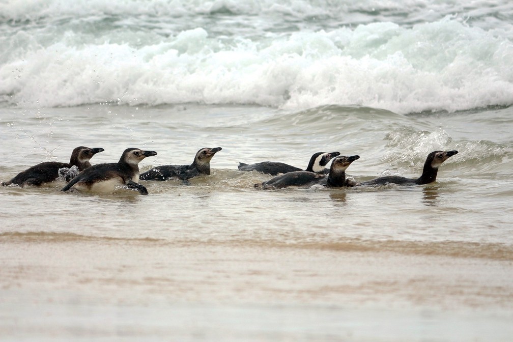 Sete pinguins retornaram ao mar após reabilitação em Florianópolis  — Foto: Nilson Coelho/R3Animal