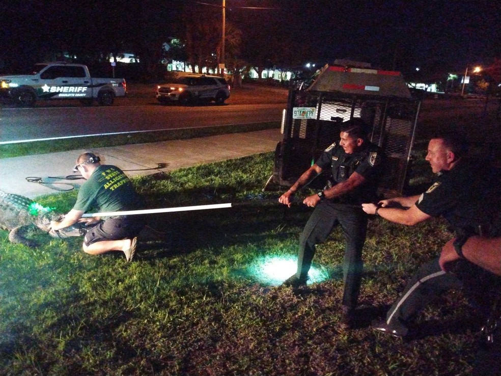 Ao menos três homens foram necessários para resgatar o crocodilo em piscina na Flórida — Foto: Divulgação/Gabinete do Xerife do Condado de Charlotte