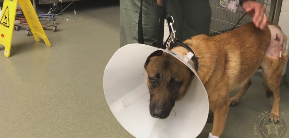 Casper ficou bom depois de duas semanas de recuperação (Foto: PBCountySheriff/Facebook)