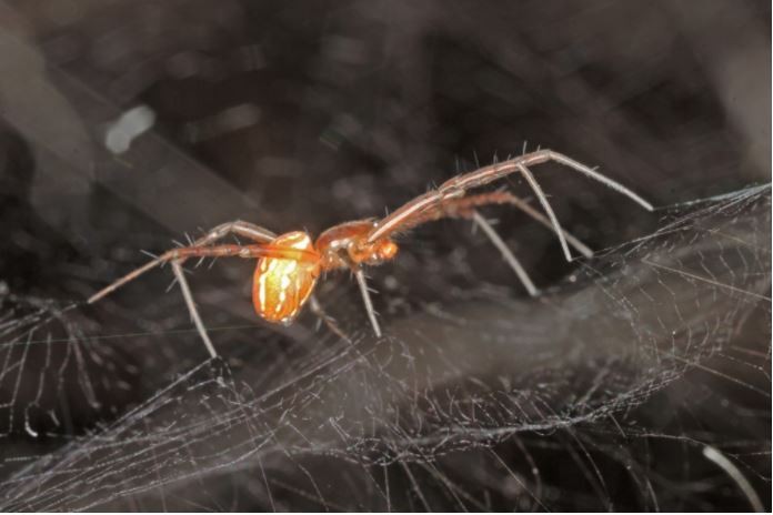 Comportamento paternal inédito é visto em espécie de aranha brasileira. Macho da espécie Manogea porracea (Foto: Rafael Rios Moura)