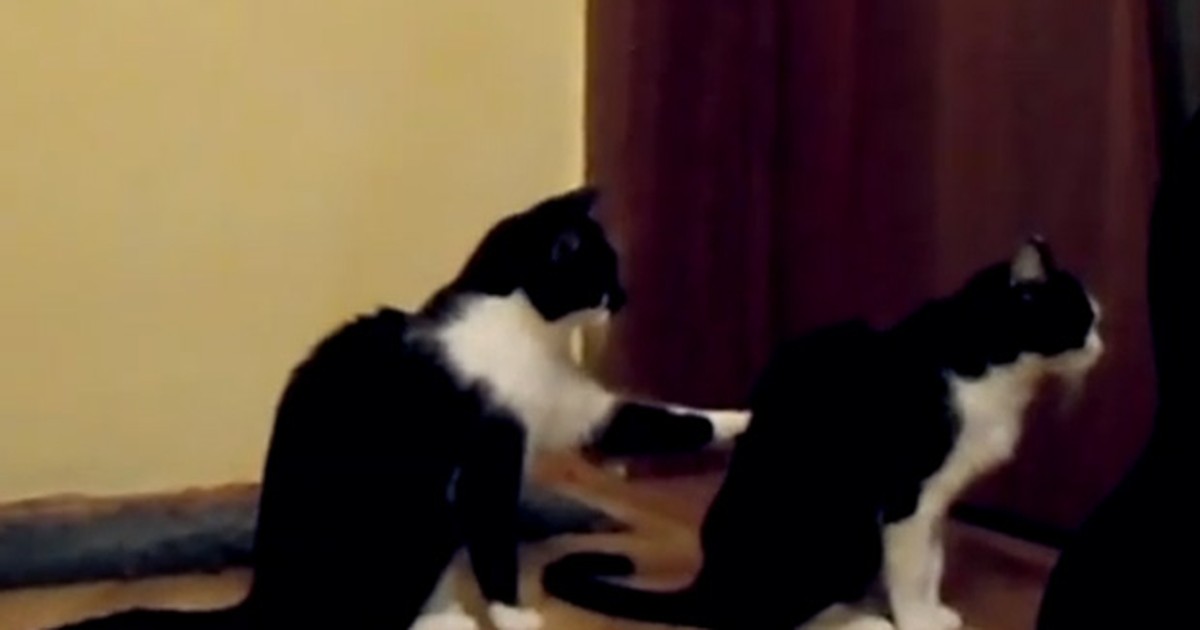 G1 - Vídeo mostra gatos disputando game felino no tablet - notícias em  Planeta Bizarro