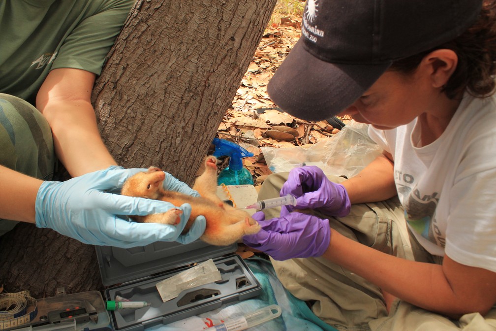 Pesquisadores coletaram 33 amostras para análise de DNA dos animais (Foto: Flávia Miranda/Arquivo Pessoal)