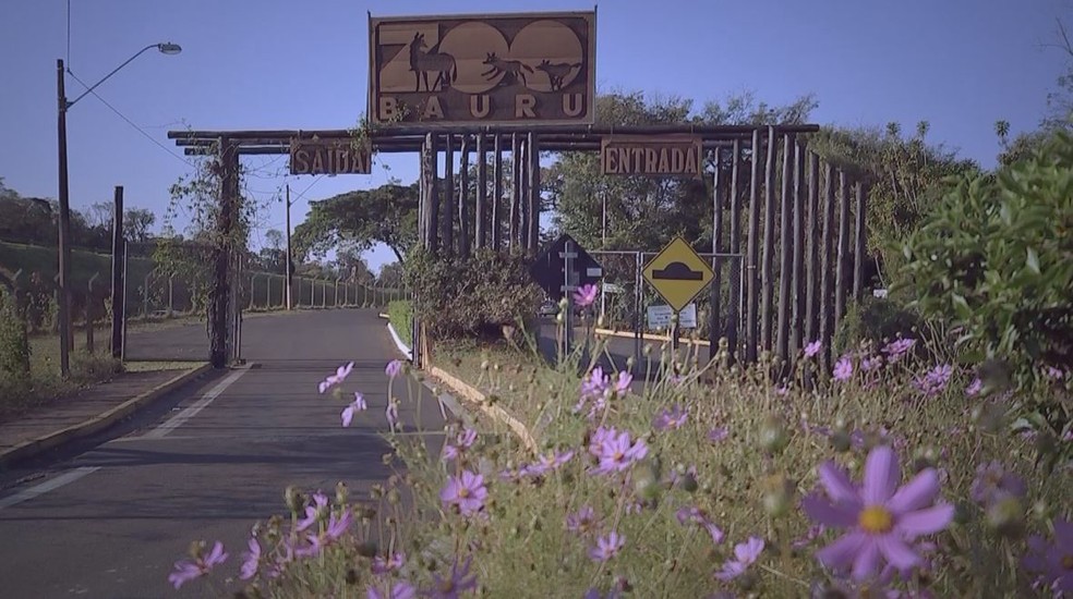 Zool&oacute;gico de Bauru promove curso de f&eacute;rias online para crian&ccedil;as e jovens &mdash; Foto: Reprodu&ccedil;&atilde;o/TV TEM