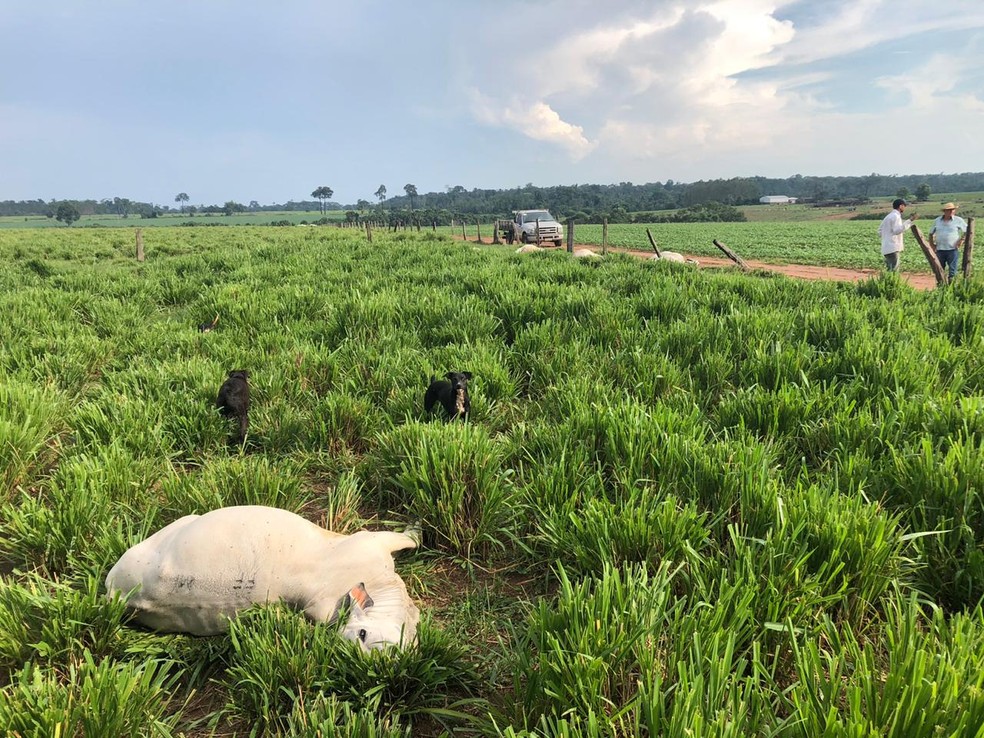 A queda de um raio matou 12 cabeças de gado na tarde dessa quinta-feira (3) em uma fazenda na zona rural de Alta Floresta — Foto: Arquivo pessoal