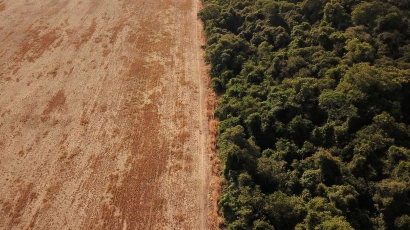 Em 2019, o então superintendente da Polícia Federal no Amazonas disse que ao menos 90% da madeira exportada é ilegal (Foto: Reuters via BBC News)