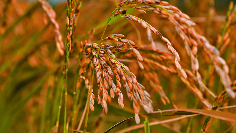 arroz_graos_agricultura_eua (Foto: Kay Rentscler)