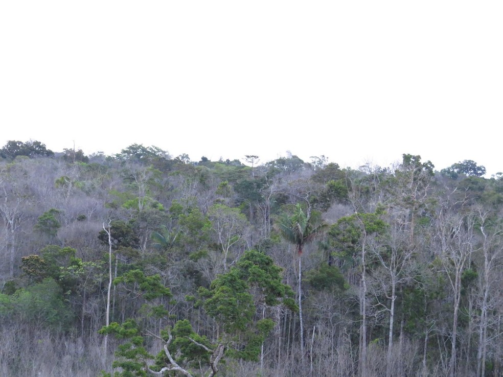 Parte da floresta amazÃ´nica no Brasil que estÃ¡ morrendo â Foto: Adriane Esquivel Muelbert, University of Leeds