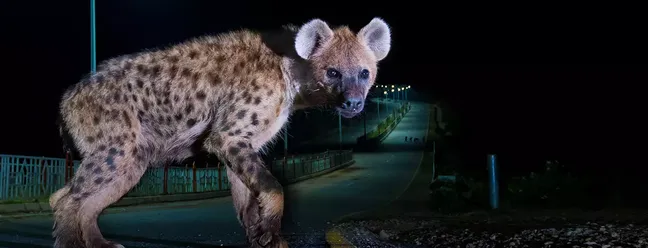 Hyena Highway por Sam Rowley – Sam capturou uma hiena procurando restos deixados por humanos em uma estrada nos arredores de Harar, na Etiópia — Foto: Natural History Museum/ Sam Rowley/ Reprodução