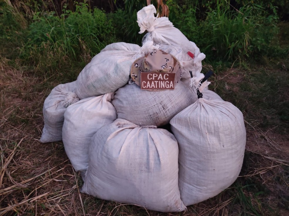 Entorpecente foi apreendido na cidade de Cura&ccedil;&aacute;, no norte da Bahia &mdash; Foto: Divulga&ccedil;&atilde;o/SSP