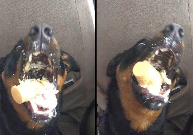 Cão virou hit ao devorar sorvete (Foto: Reprodução/Twitter/Keith)