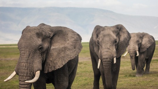 Câncer: genes de elefantes podem ser a chave para prevenir doença em humanos, dizem pesquisadores de Oxford