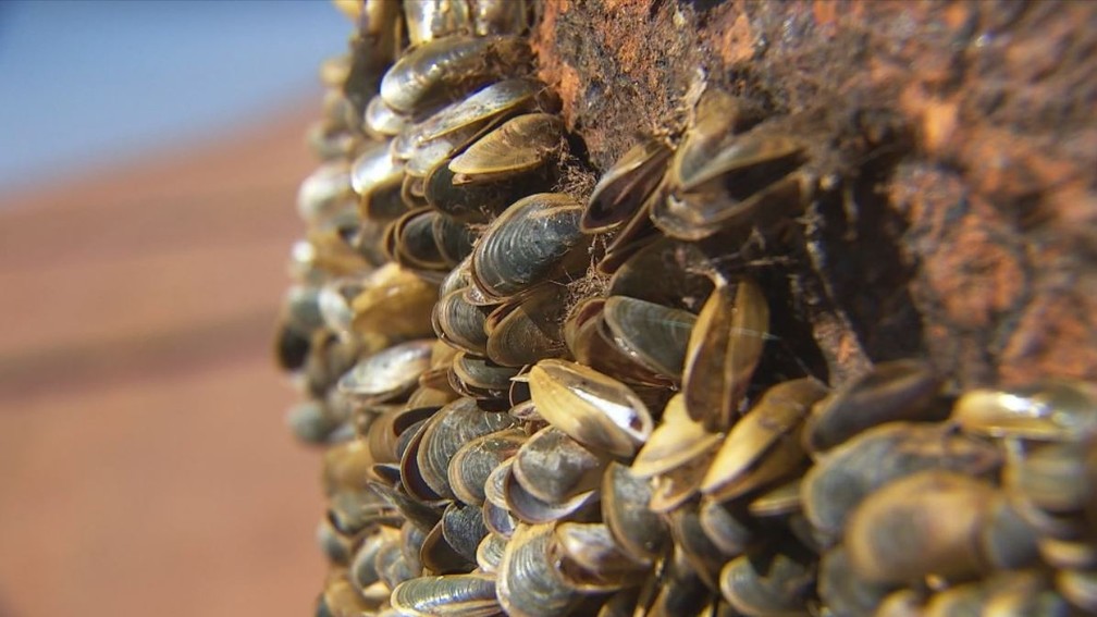 MexilhÃµes dourados causam prejuÃ­zo para as usinas hidrelÃ©tricas do paÃ­s â Foto: ReproduÃ§Ã£o/TV TEM