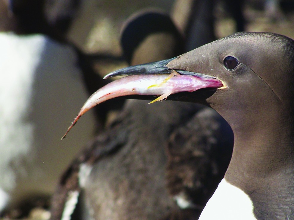 Murre adulto retorna às colônias de ilhas e mares da Califórnia ao Alasca, passando três meses durante o verão para procriar. Um único filhote precisa dos dois pais para caçarem seus peixes, como o peixe-rock. — Foto: Jane Dolliver