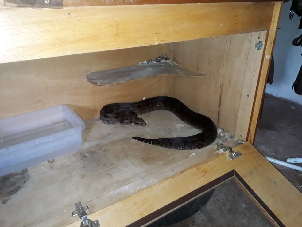 Rapaz não tinha autorização para criar a jiboia em cativeiro — Foto: Polícia Ambiental