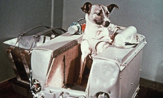 Laika foi o primeiro animal a orbitar a Terra (Foto: Wikimedia Commons / CreativeCommons)