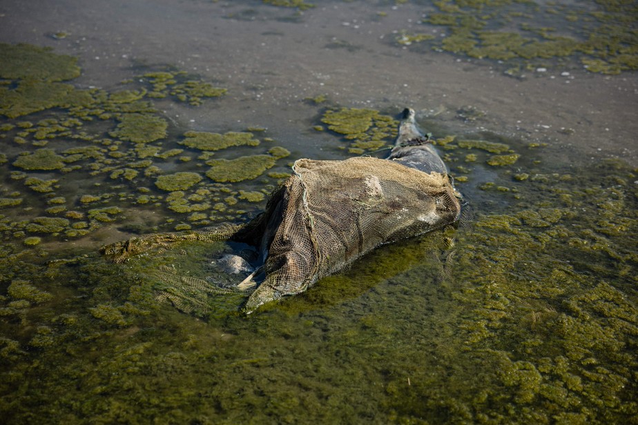 Golfinho morto no Parque Natural Nacional das Lagoas Tuzly em 28 de agosto de 2022, em meio à invasão russa na Ucrânia.