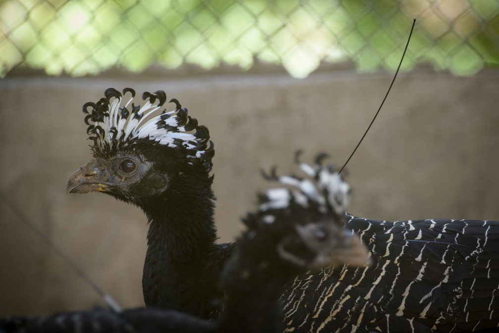 Projeto de Soltura do Mutum-de-Penacho é uma iniciativa para a preservação da espécie na área de influência da Usina Hidrelétrica de Porto Primavera — Foto: Luciano Candisani