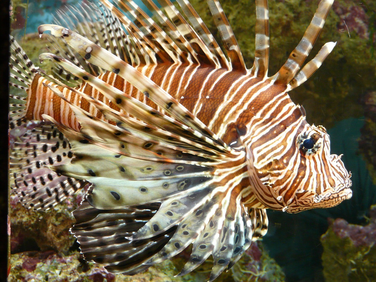 Peixe-leão é um predador marinho que vem devastando vários ecossistemas  (Foto: Pixabay)
