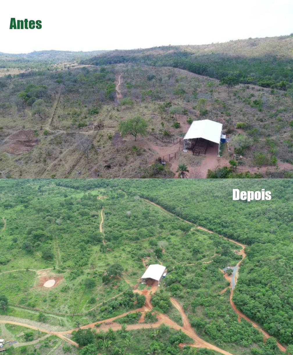 Cerrado foi regenerado após instalação do santuário há 3 anos — Foto: Sema/Divulgação