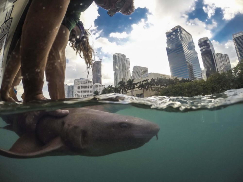 Tubarão-lixa (Ginglymostoma cirratum) é solto depois de ter medidas e amostras coletadas em águas que banham a cidade de Miami, na Flórida, Estados Unidos (Foto: Robbie Roemer para SharkTagging.com)