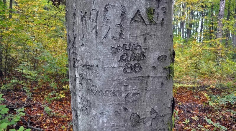 Entalhes na casca de uma árvore. O ano (88) é visível, abaixo de inscrições em alfabeto cirílico (Foto: GRZEGORZ KIARSZYS via BBC News)