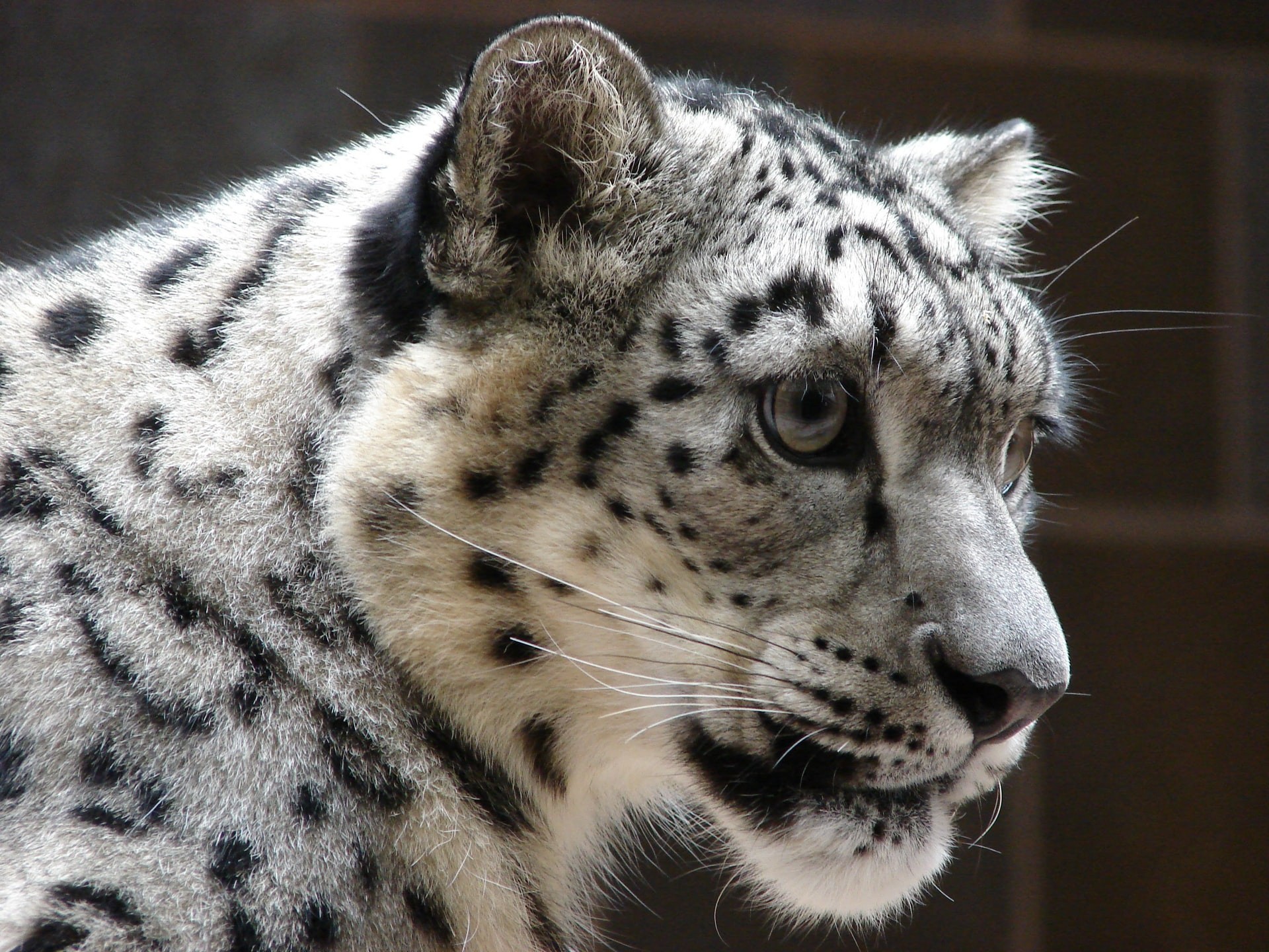 Leopardos-das-neves estão classificados como vulneráveis na Lista Vermelha de Espécies Ameaçadas (Foto: Dave Sherrill/Unsplash)