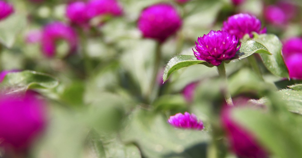 G1 - Perpétua é planta de flores roxas que floresce em qualquer época do  ano - notícias em Flora