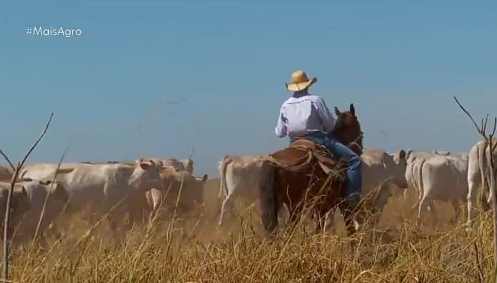 Pecuaristas buscam aliar manejo bovino com práticas de sustentabilidade e bem-estar animal — Foto: TV Centro América