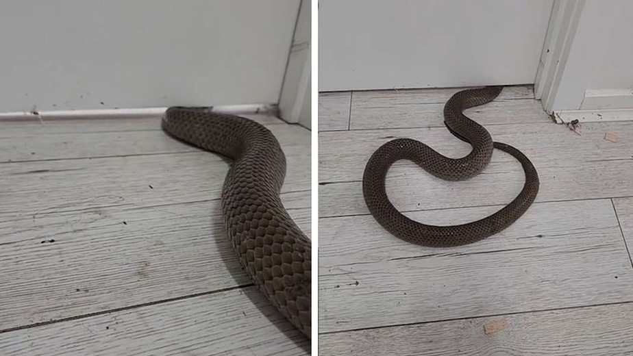Veja com que facilidade as cobras podem achatar o corpo para entrar na sua casa