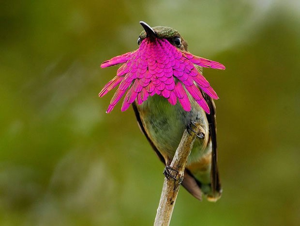 20 beija-flores (Foto: Knut Eisermann / Reprodução)